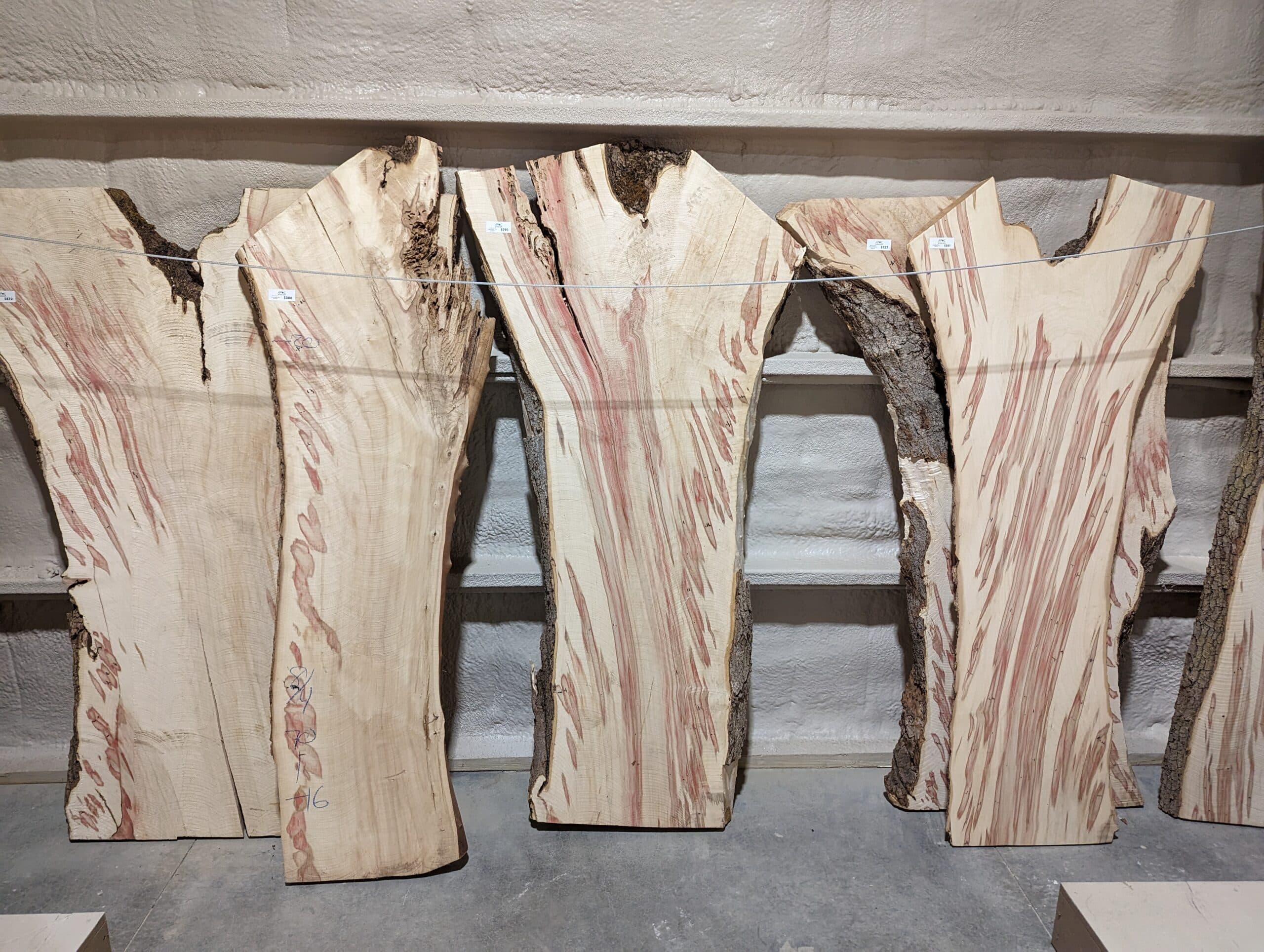 Boxelder #003